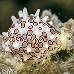 Diminovula margarita